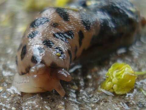 Image of garden slugs