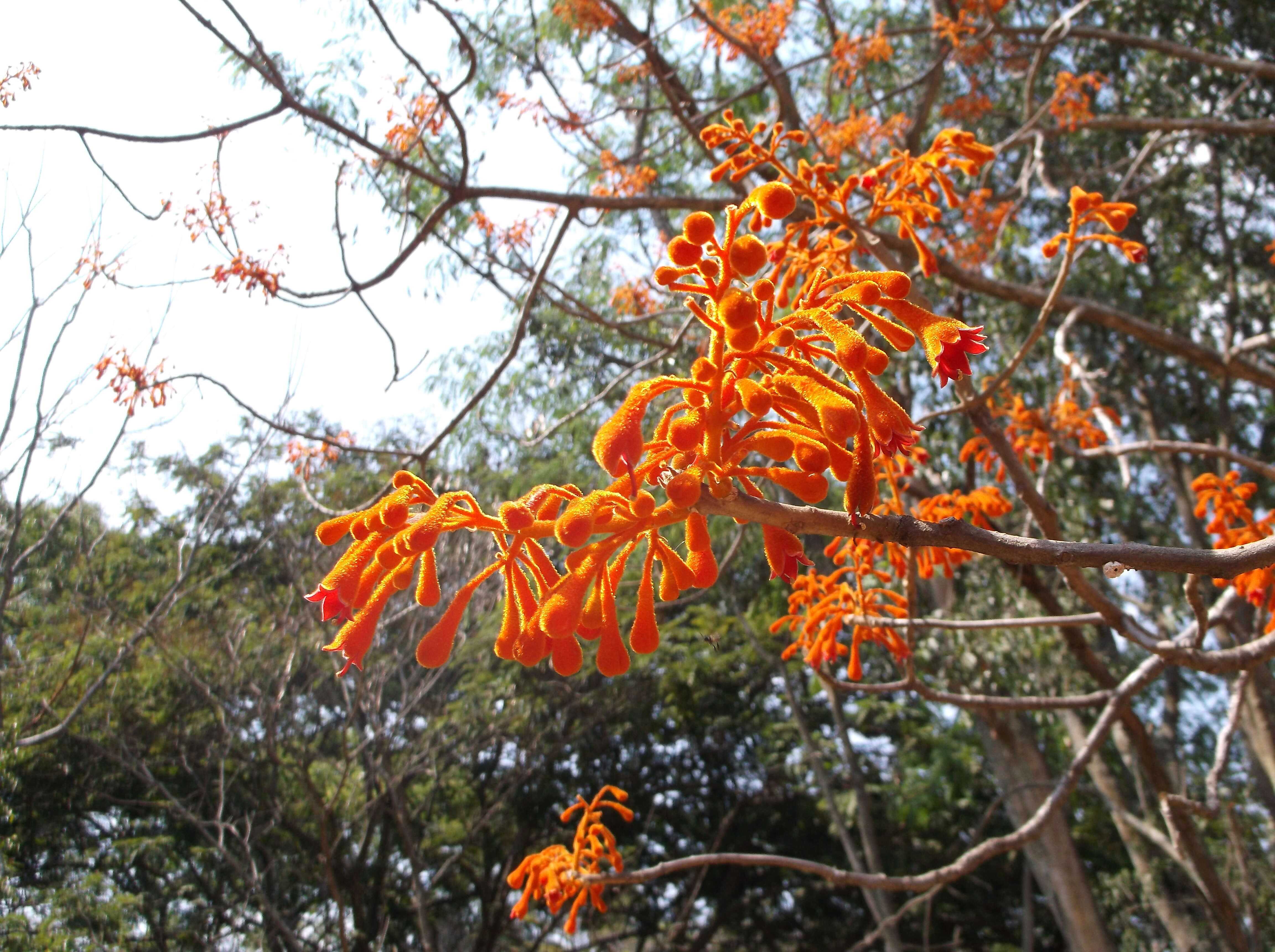 Image of parasoltree