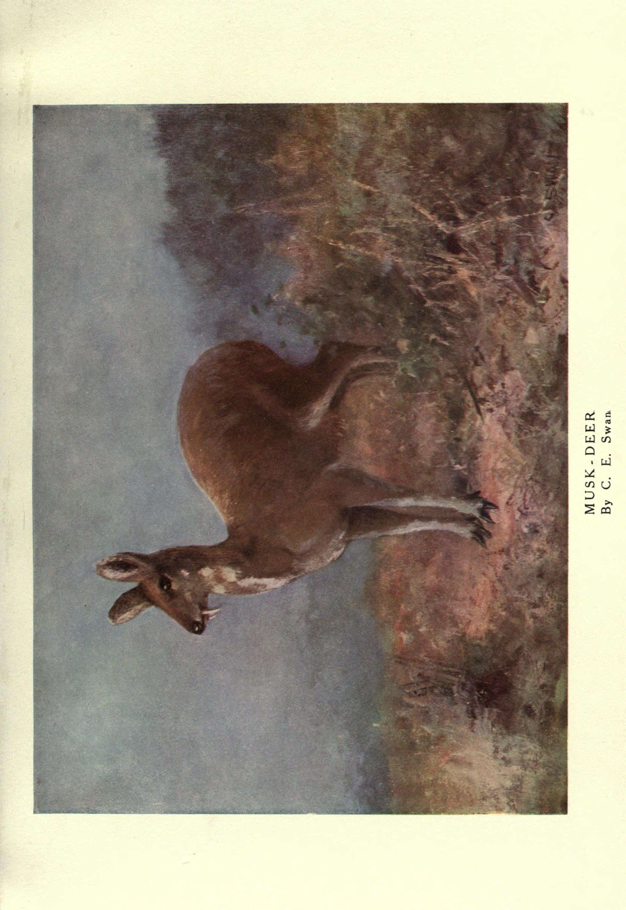 Image of musk-deer