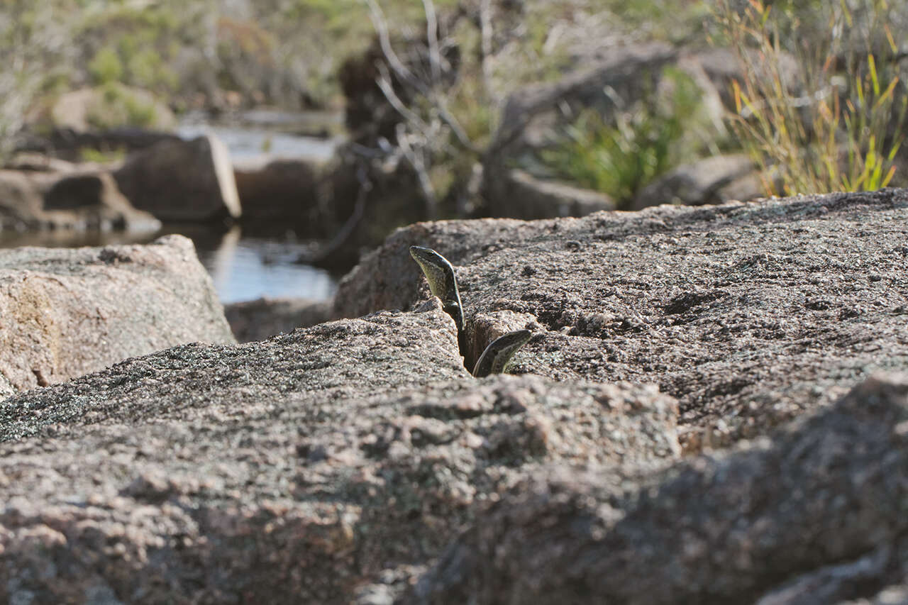 Image of Eastern Water Skink