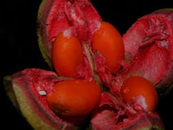 Image of Sloanea garcia-cossioi Pal.-Duque