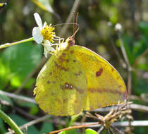 Image of Large Orange Sulphur