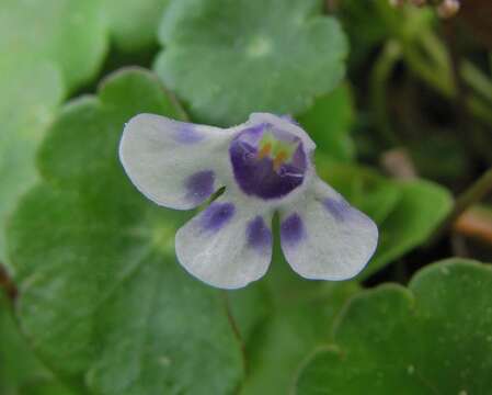 Image de Lindernia grandiflora Nutt.