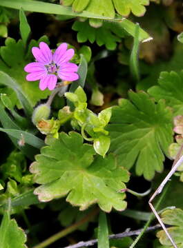 Image of Geranium