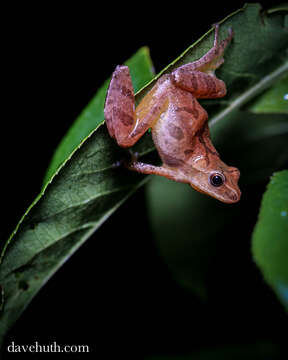 Image of Spring Peeper