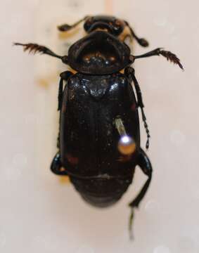 Image of Nicrophorus (Nicrophorus) kieticus Mroczkowski 1959