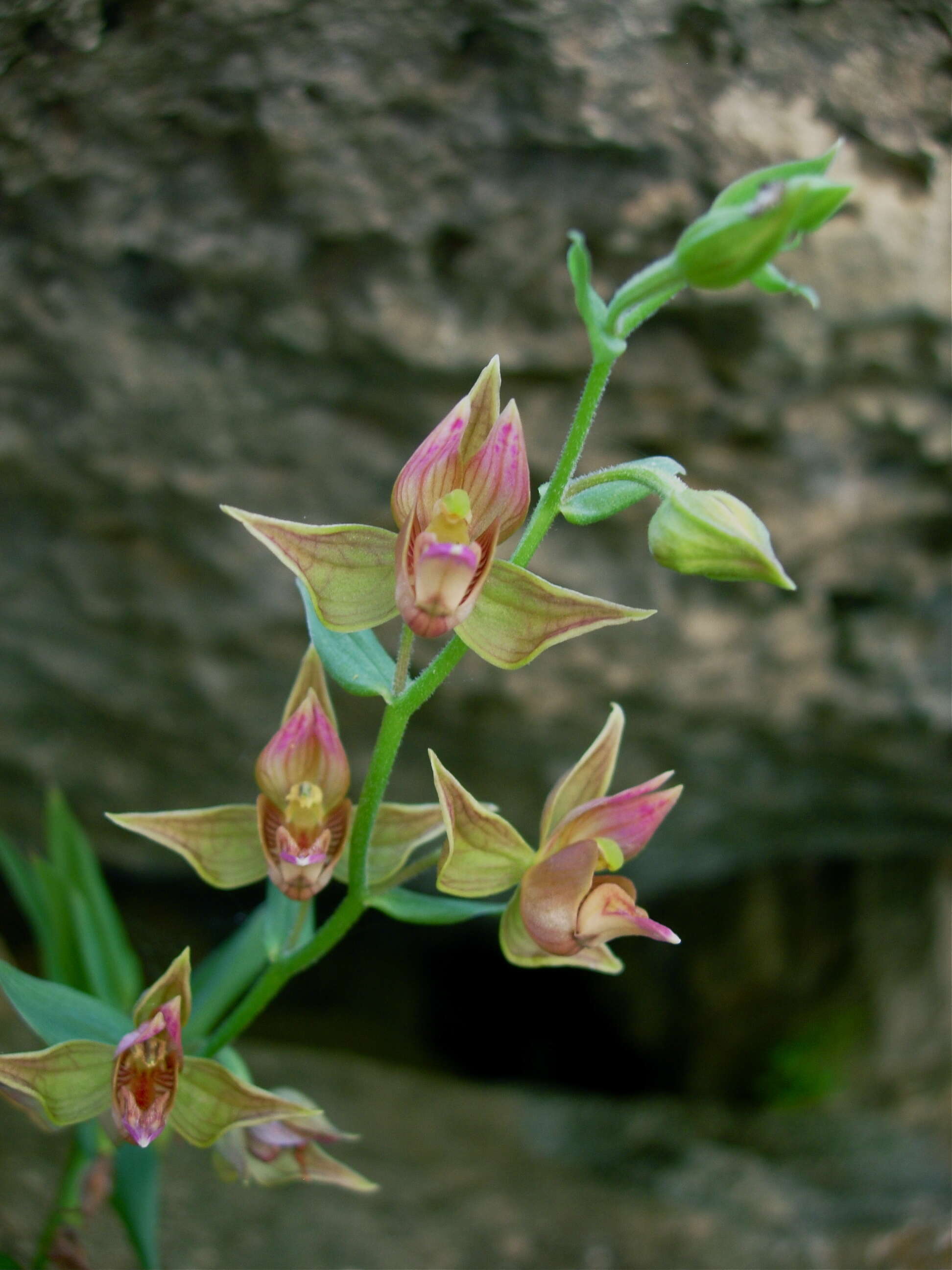 Image of Helleborine