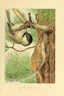 Image of Chickadee