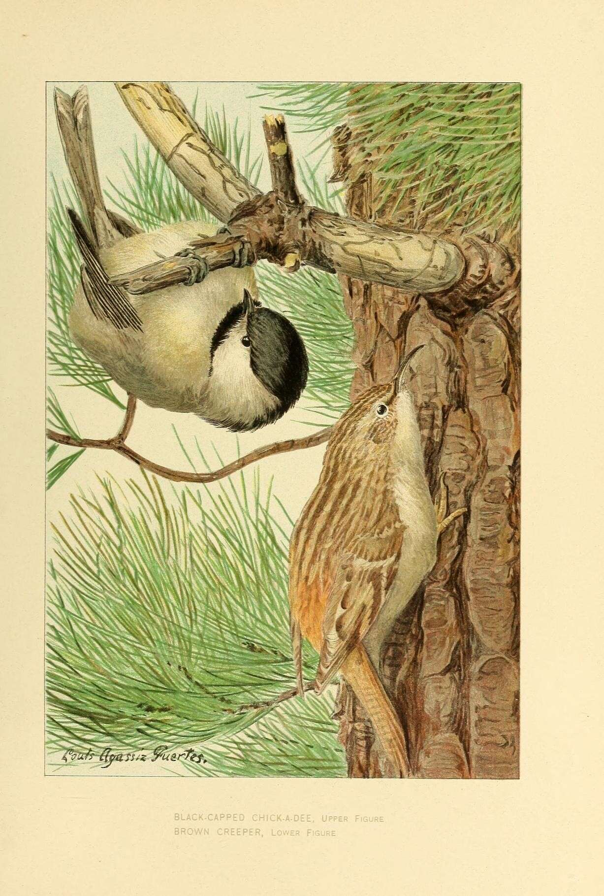 Image of Chickadee