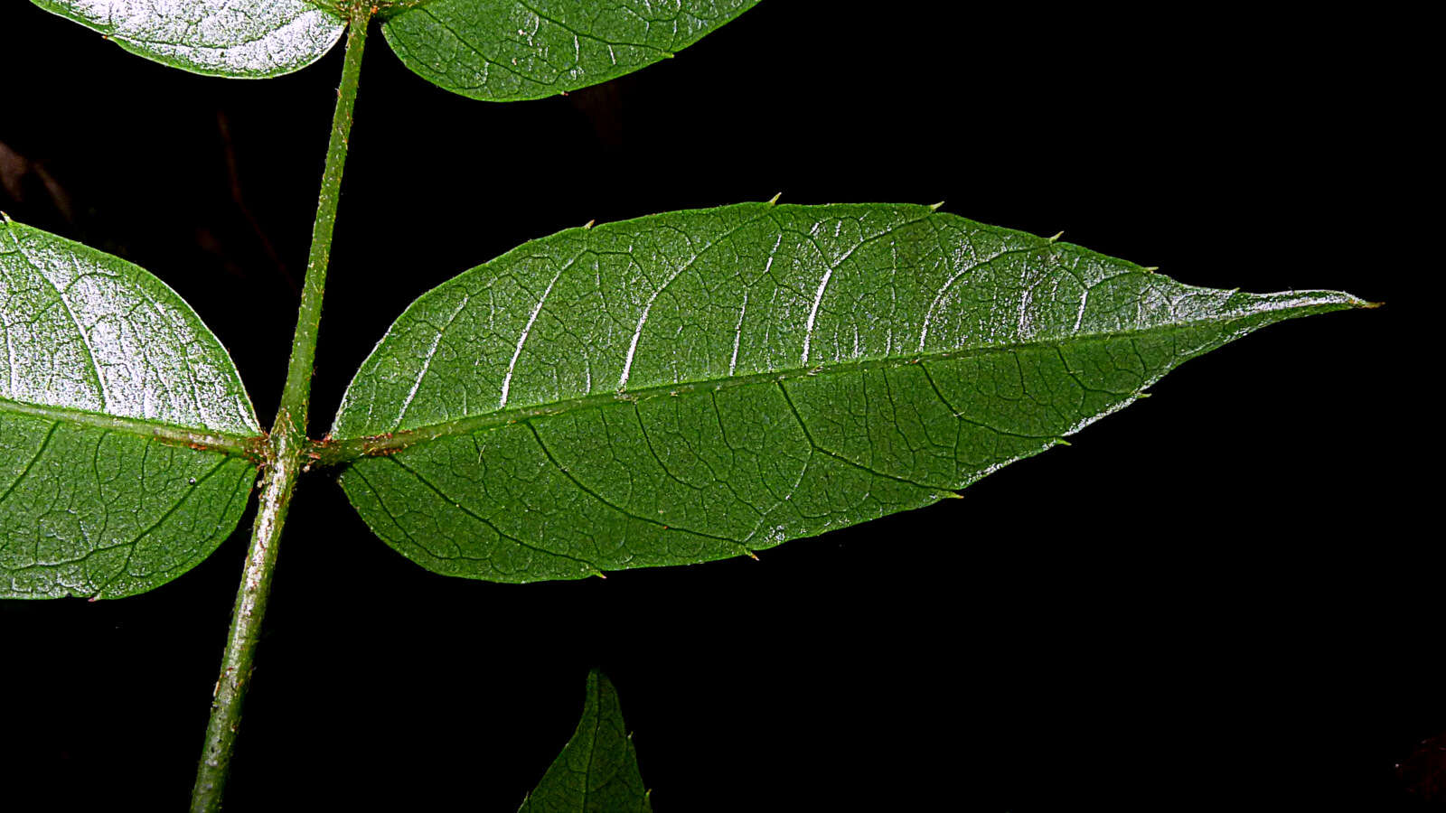 Image of Cissus