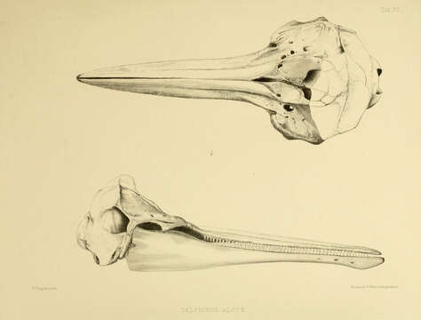 Image of Stenella longirostris longirostris (Gray 1828)