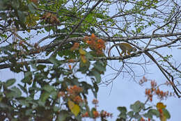 Image of Common Squirrel Monkey