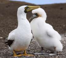 Image of Masked Booby