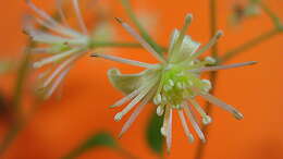 Sivun Clematis brasiliana DC. kuva