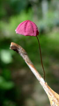 Image of Marasmius haematocephalus (Mont.) Fr. 1838