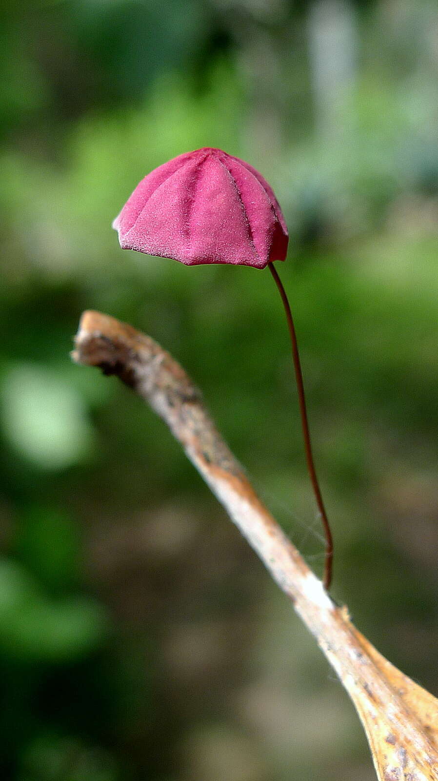 Image de Marasmius haematocephalus (Mont.) Fr. 1838