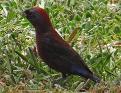 Plancia ëd Passerina versicolor (Bonaparte 1838)