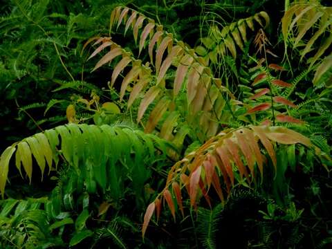 Image of swamp vine fern