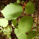 Image of Western Beaked Hazel