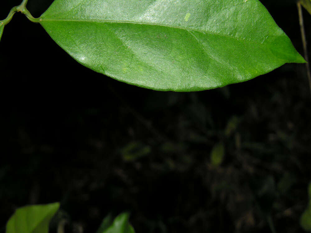 Tassadia obovata Decne.的圖片