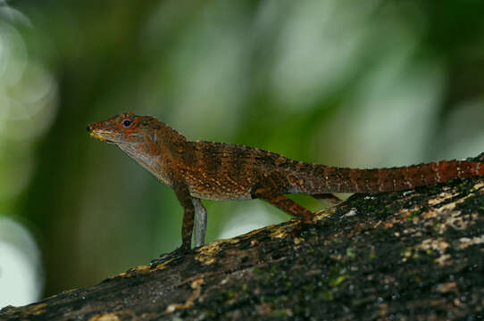 Image of Anolis gundlachi Peters 1877