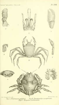 Image of Petalomera Stimpson 1858