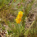 Image of Lebeckia sepiaria (L.) Thunb.