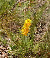 Image of Lebeckia sepiaria (L.) Thunb.