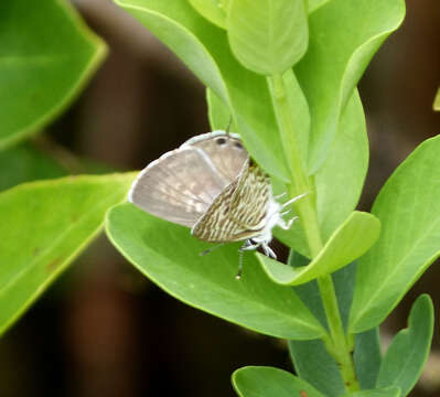 Image of Lang's Short-tailed Blue