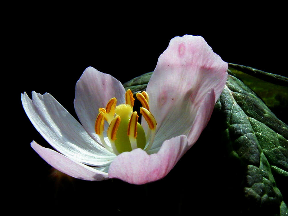 Image of mayapple