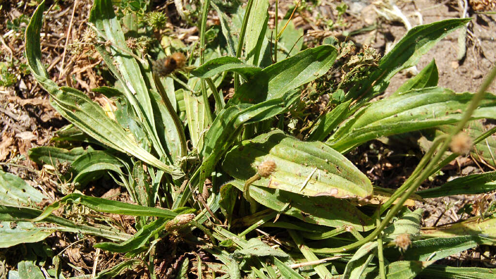 Image of Broadleaf Plantain