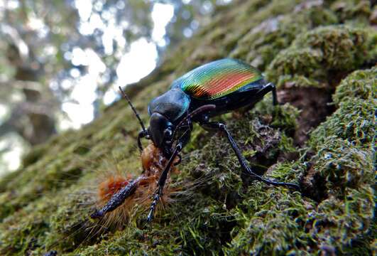 Imagem de Calosoma