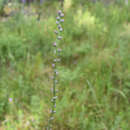 Liatris spicata var. resinosa (Nutt.) Gaiser resmi