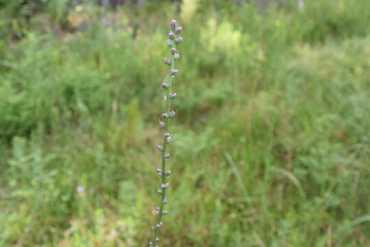 Слика од Liatris spicata var. resinosa (Nutt.) Gaiser