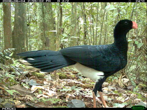 Image of Salvin's Currasow