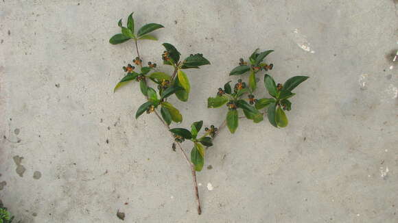 Image of Pagamea guianensis Aubl.