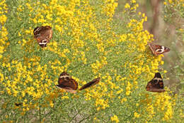 Image of Common buckeye