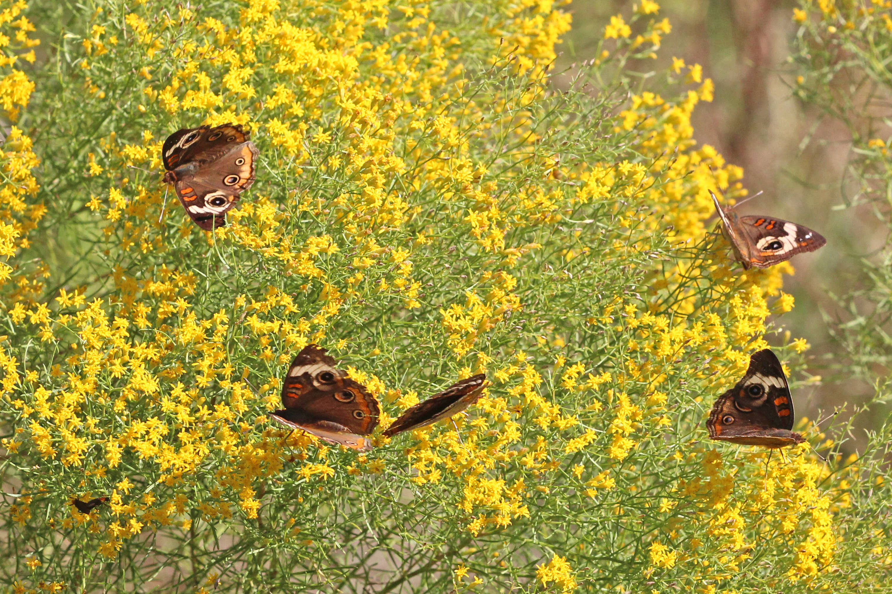 Image of Common buckeye