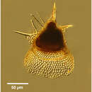 Image de Lipmanella dictyoceras