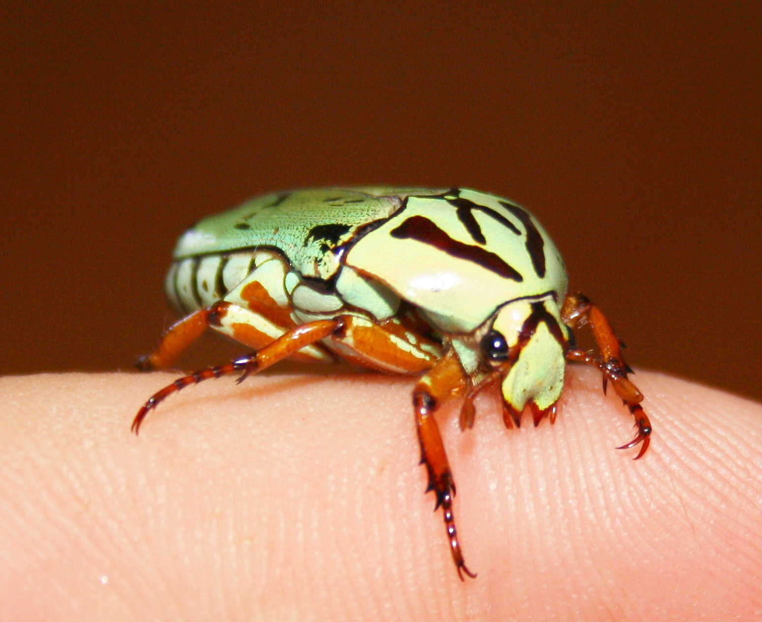 Image of flower chafers (beetles)