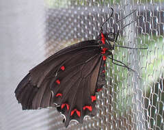 Image of Parides