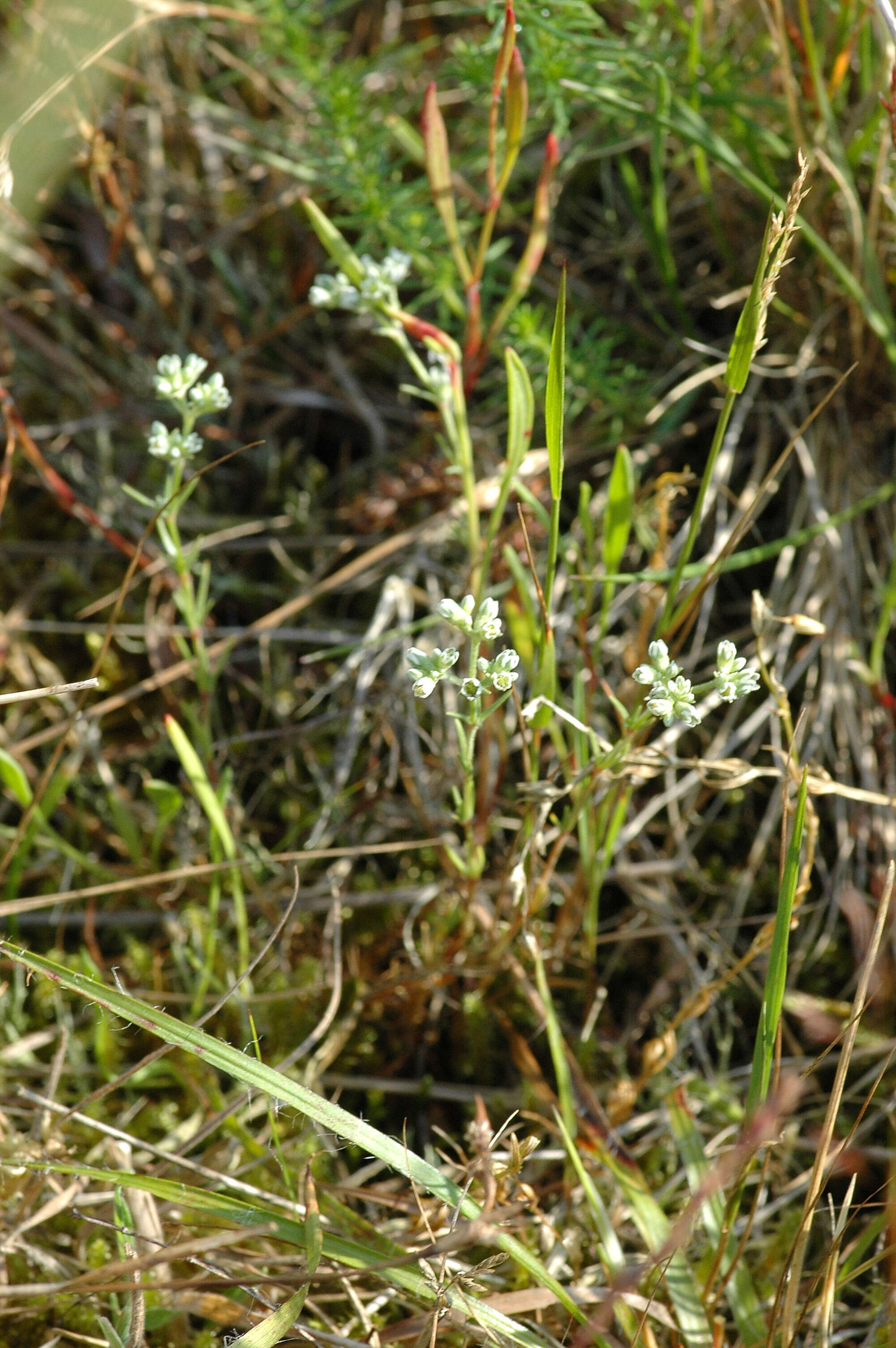 Image of German knotgrass