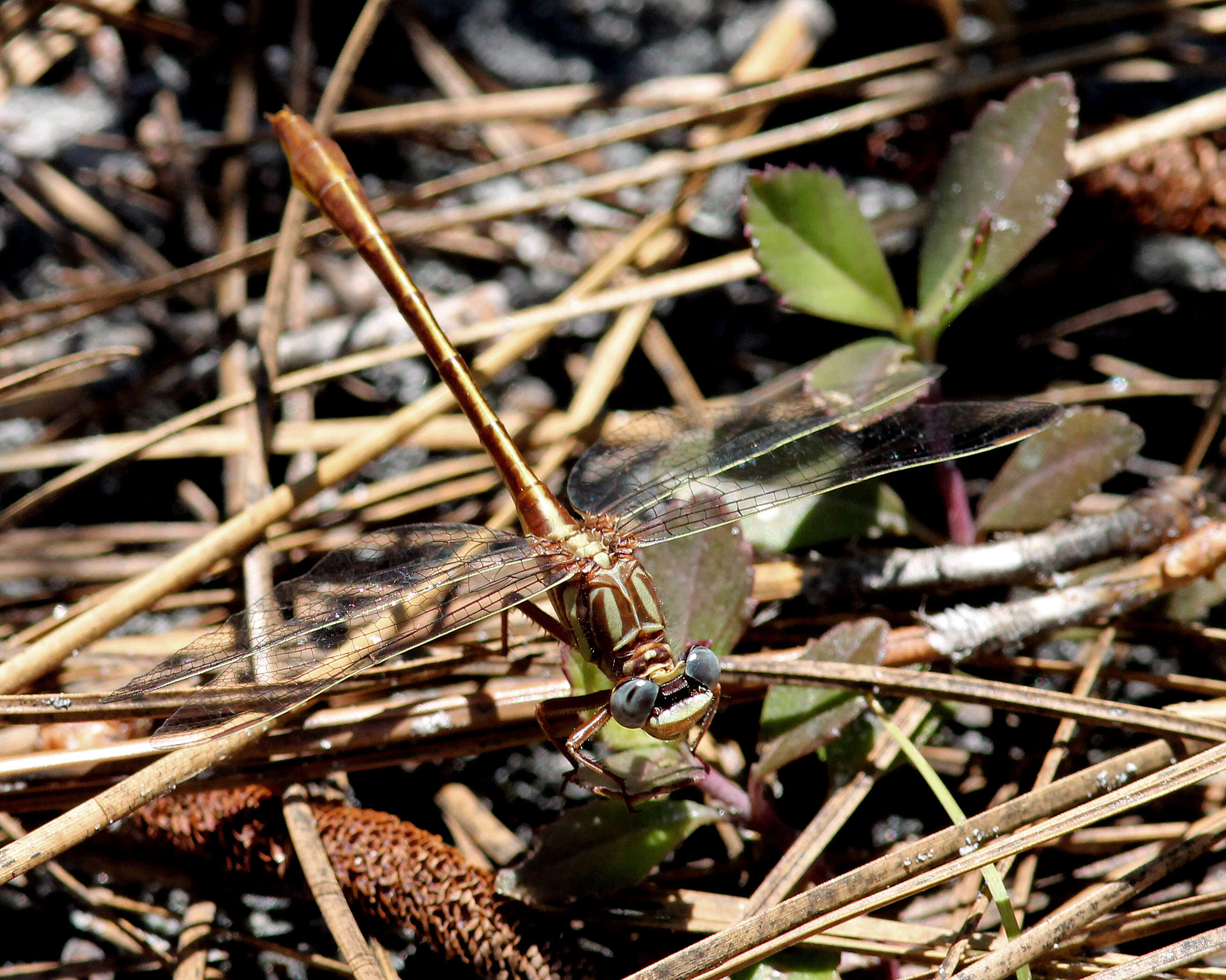 Image of Cypress Clubtail