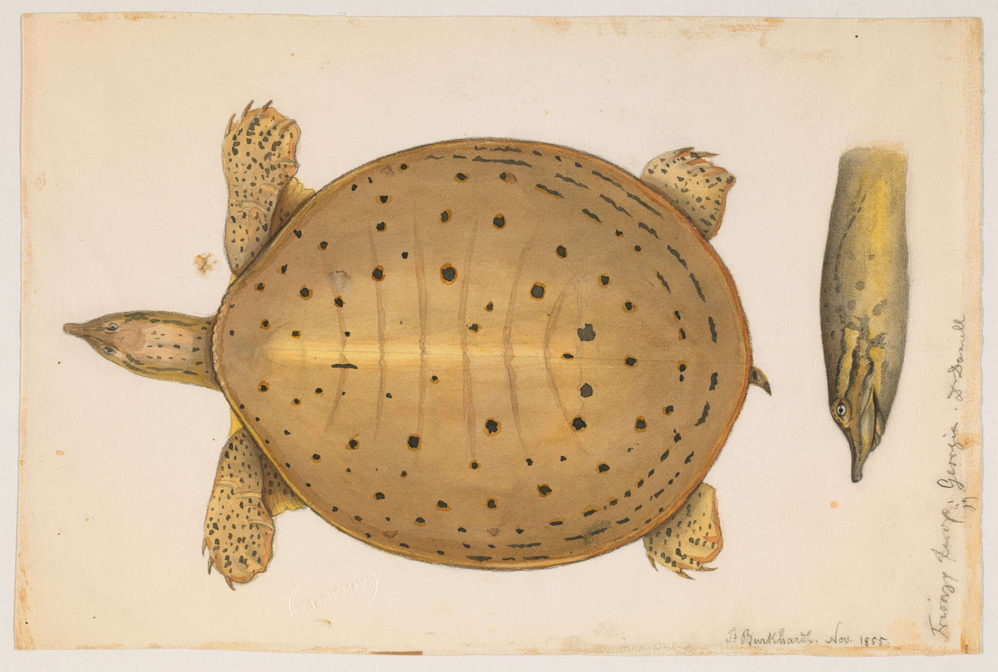 Image of Florida Softshell Turtle