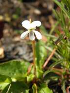 Image of bog white violet