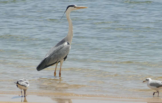 Image of Grey Heron