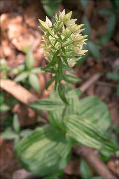 Image of Helleborine