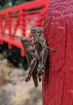 Melanoplus differentialis (Thomas & C. 1865)的圖片