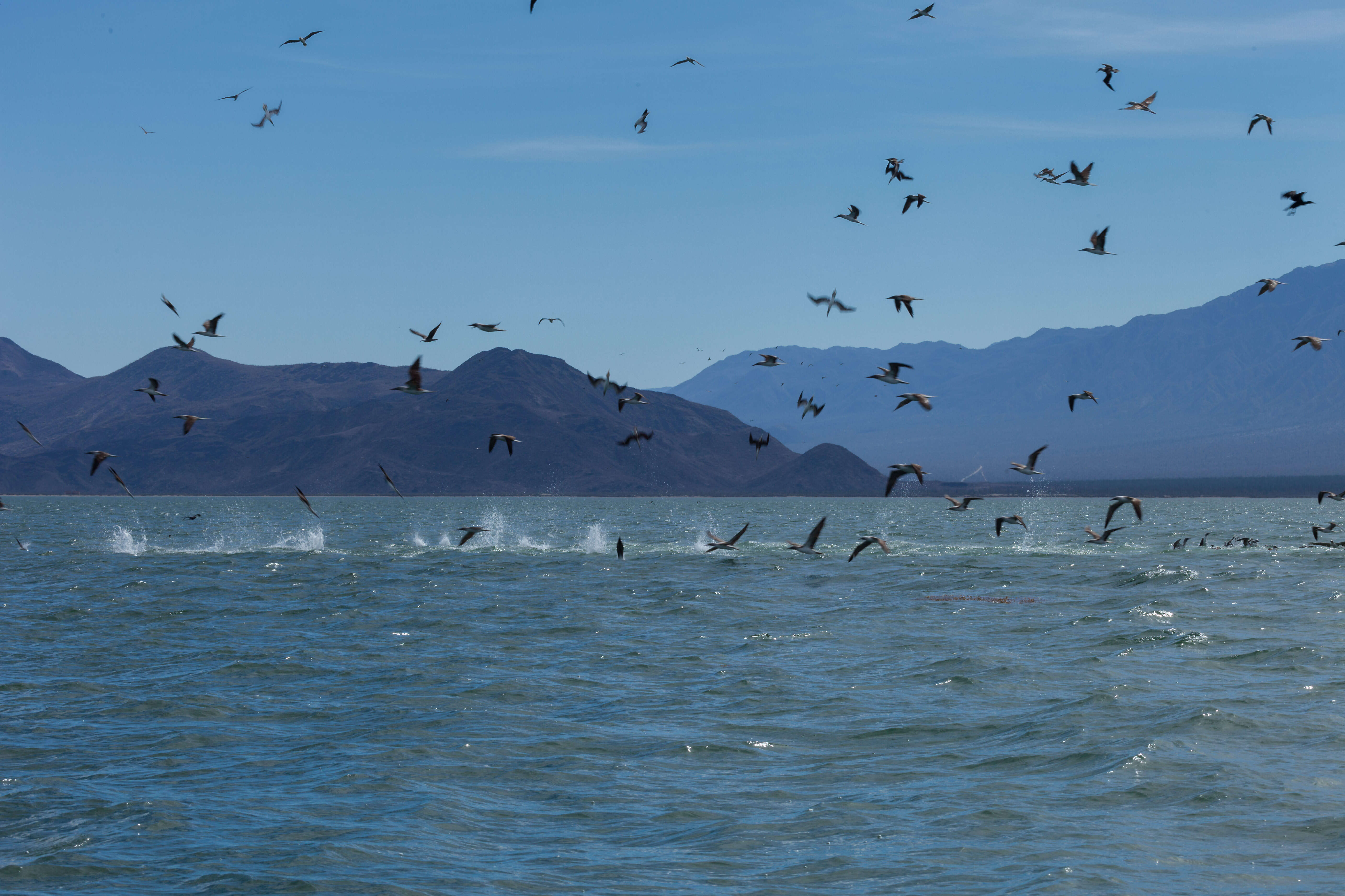 Image of gannets and boobies