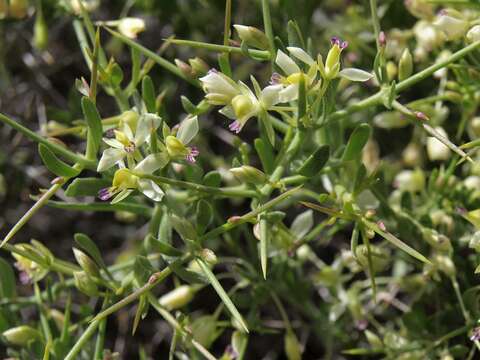 Image of Intermountain milkwort